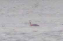 Red-necked Grebe - ML608741648