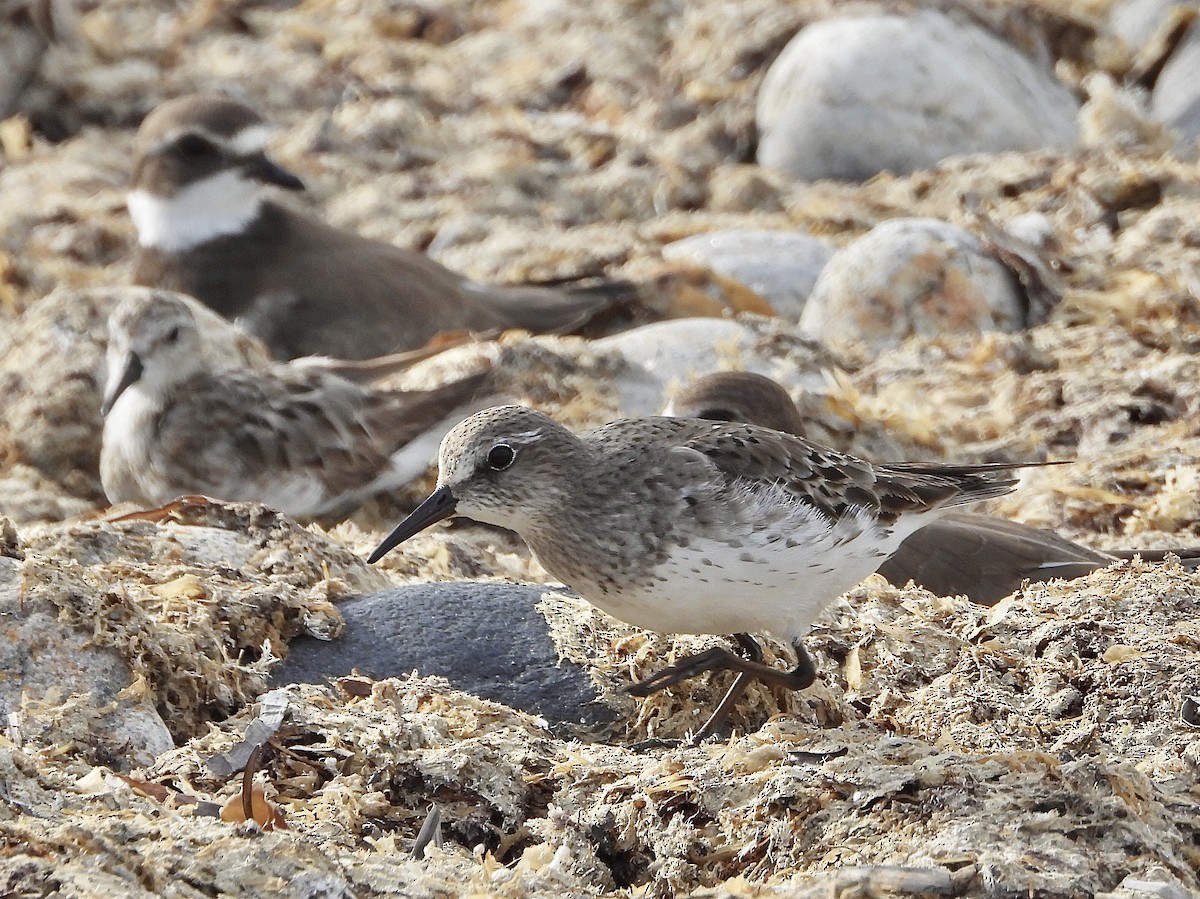 White-rumped Sandpiper - Jessica Kiamco