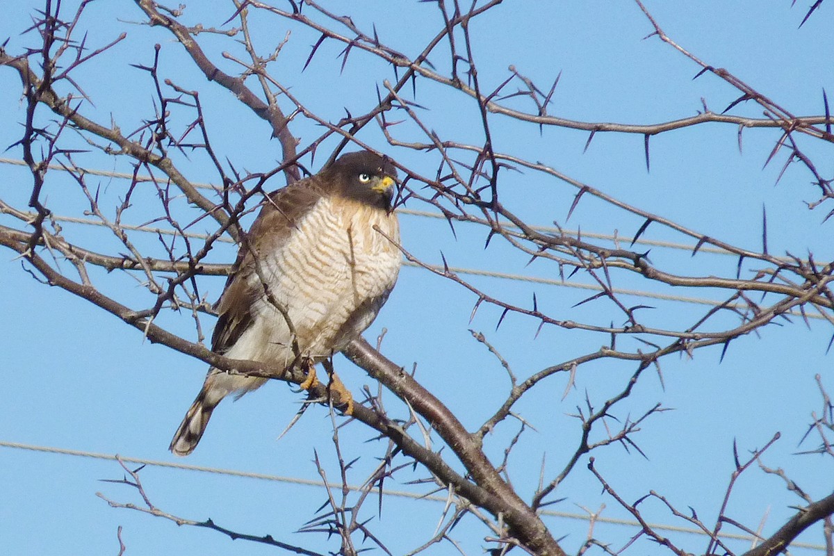 Roadside Hawk - Michelle  Delaloye