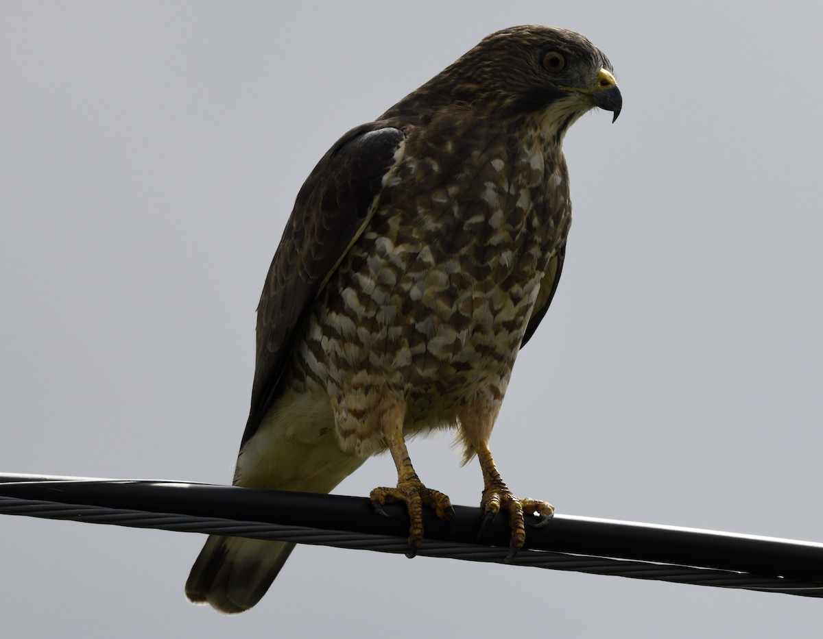 Broad-winged Hawk (Northern) - ML608741741