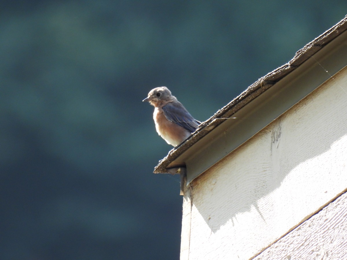 Eastern Bluebird - ML608741765