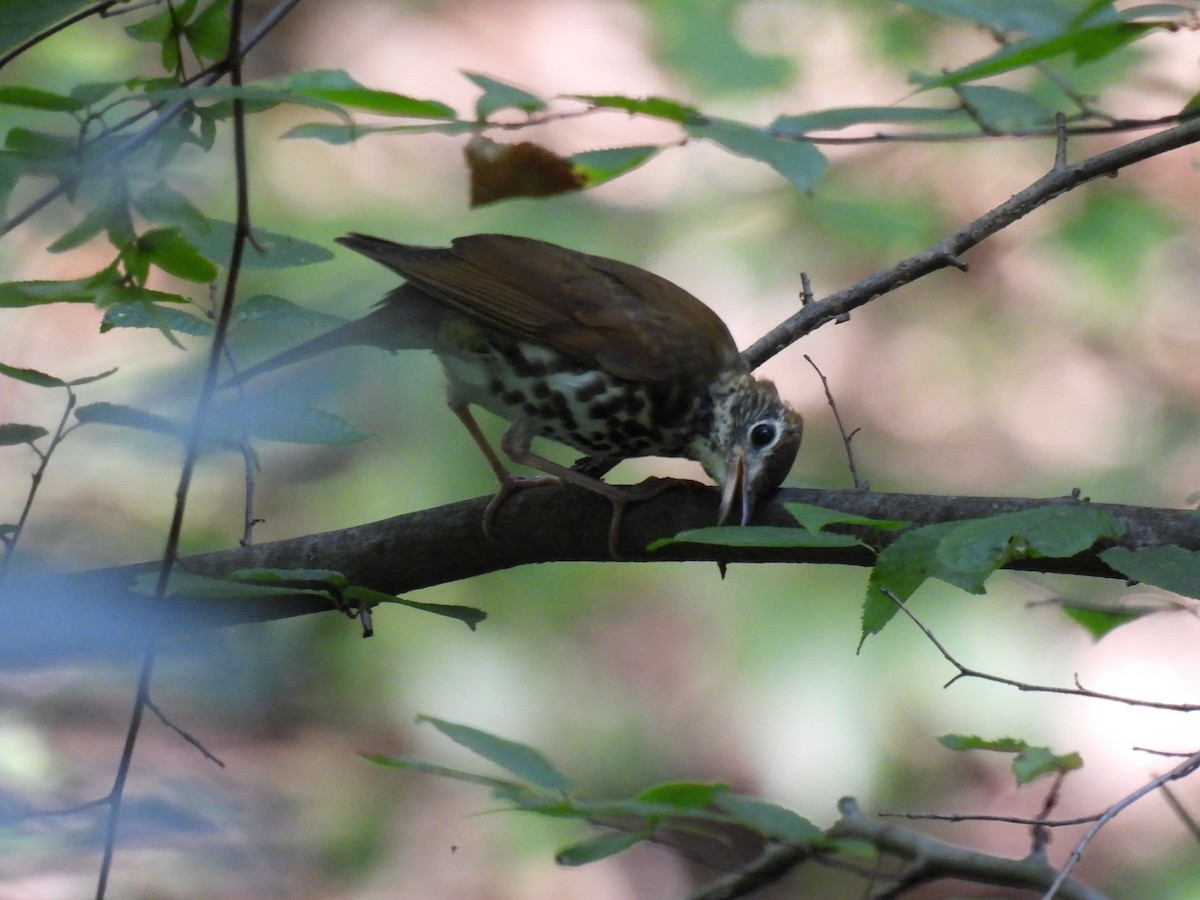 Wood Thrush - Shannon Walker