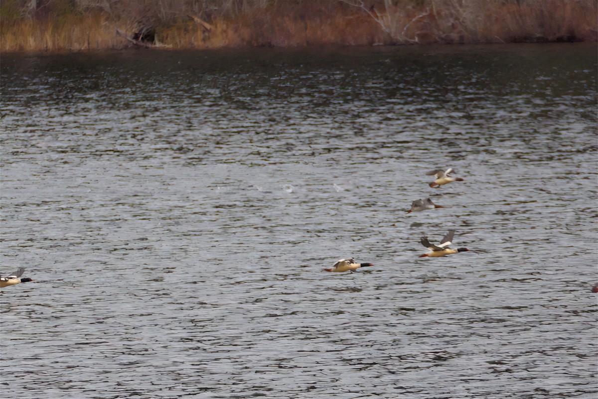 Common Merganser - ML608741788