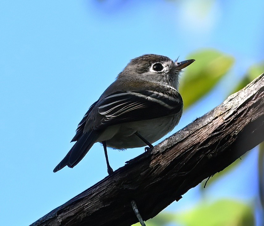 Least Flycatcher - ML608741814
