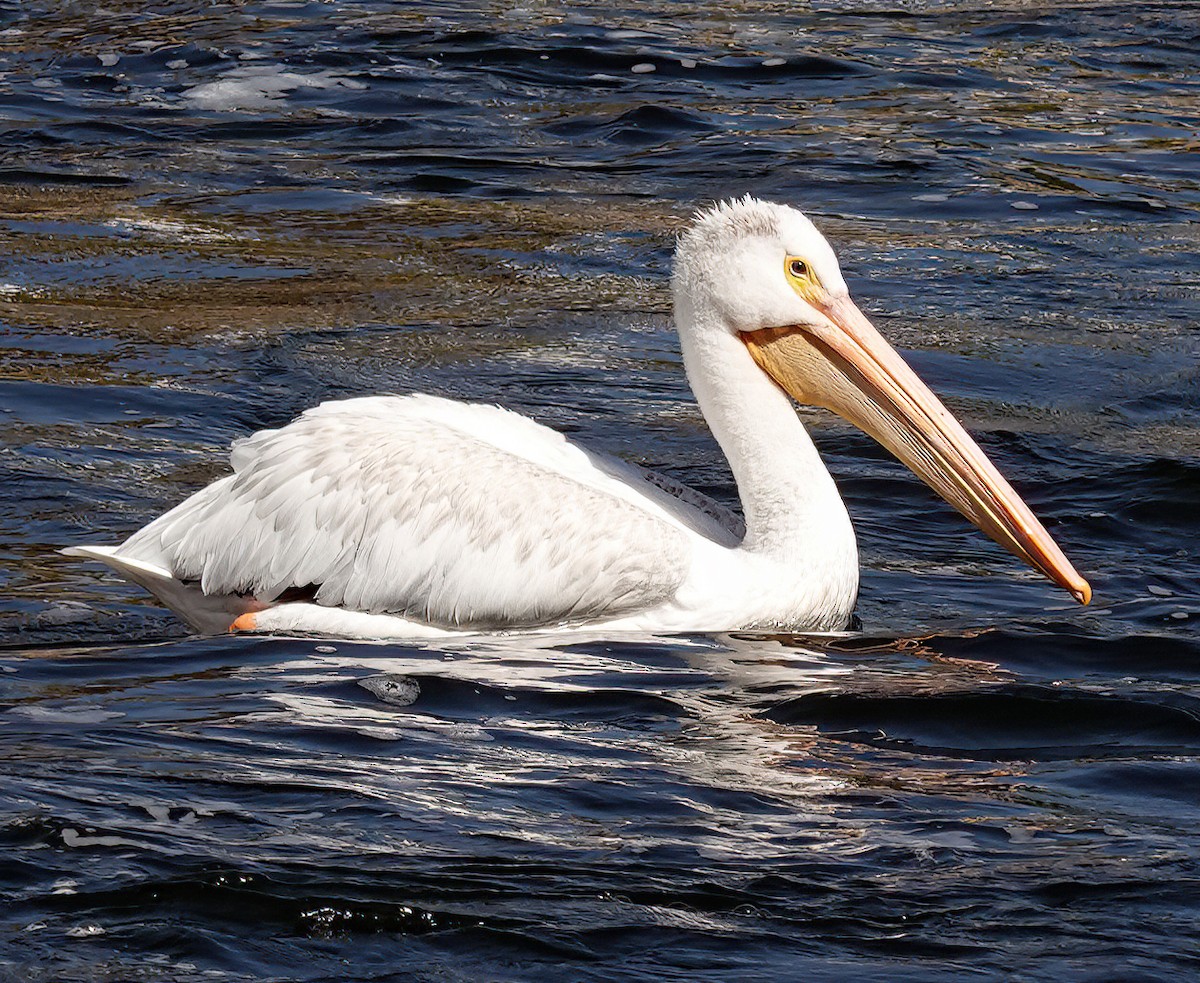 American White Pelican - ML608741830