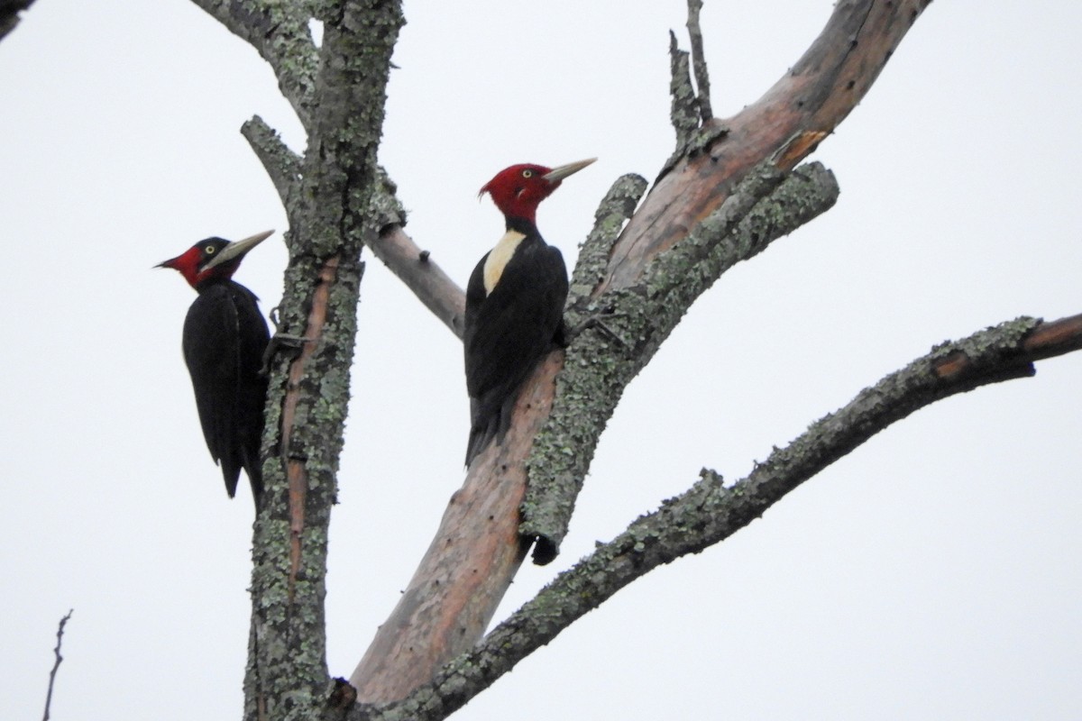 Cream-backed Woodpecker - ML608741935