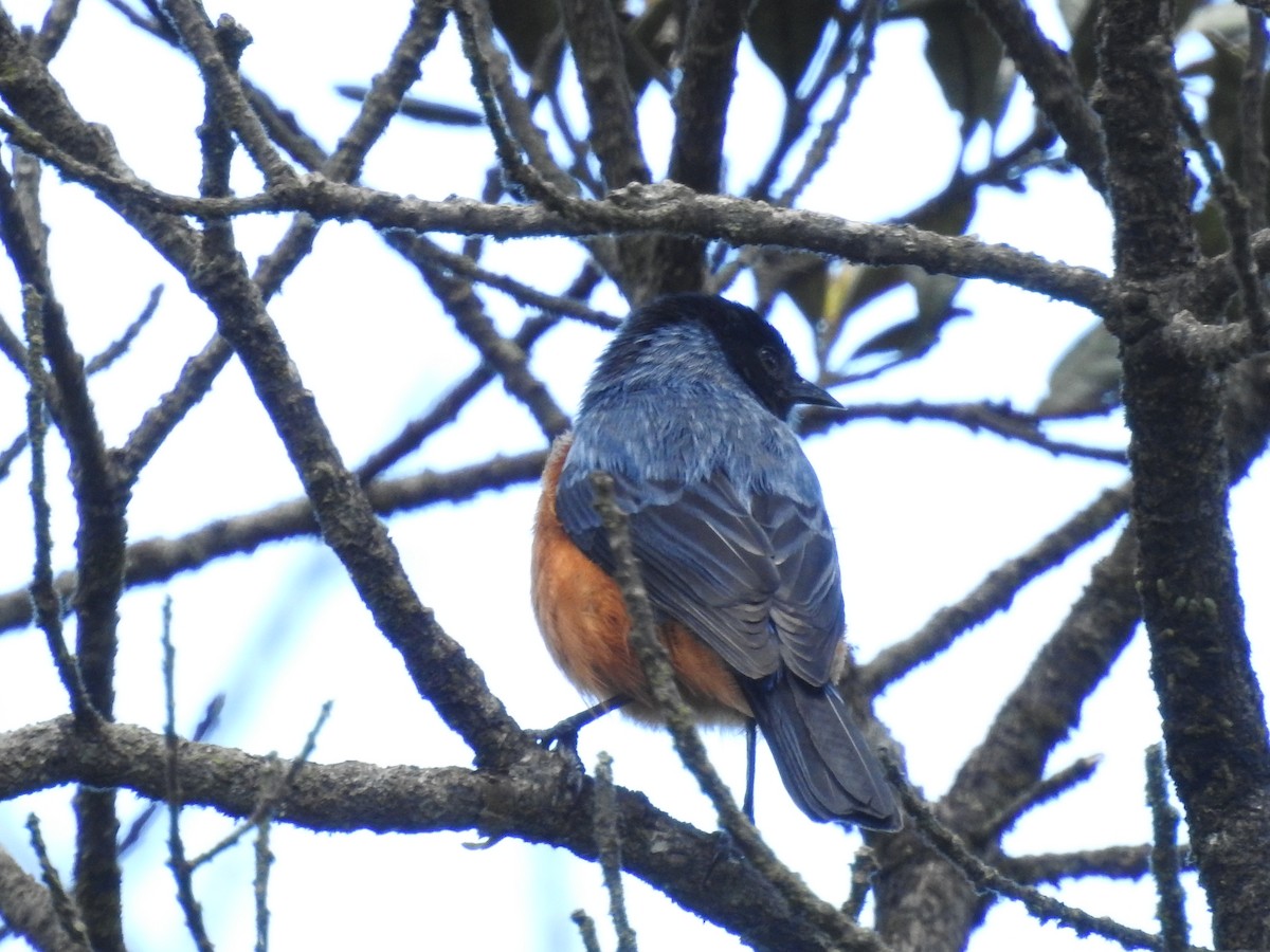 Blue-backed Conebill - Natalia Yepes