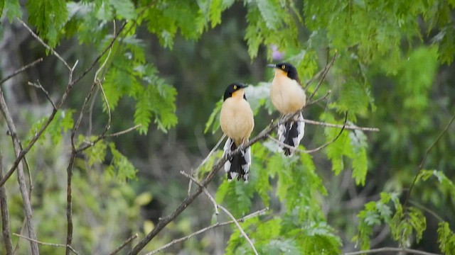 Black-capped Donacobius - ML608742028