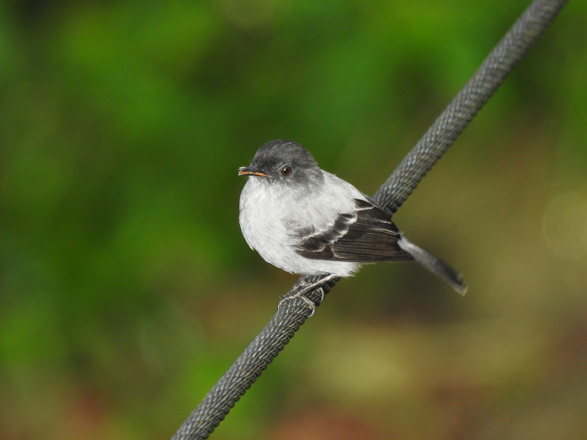 Torrent Tyrannulet - Natalia Yepes