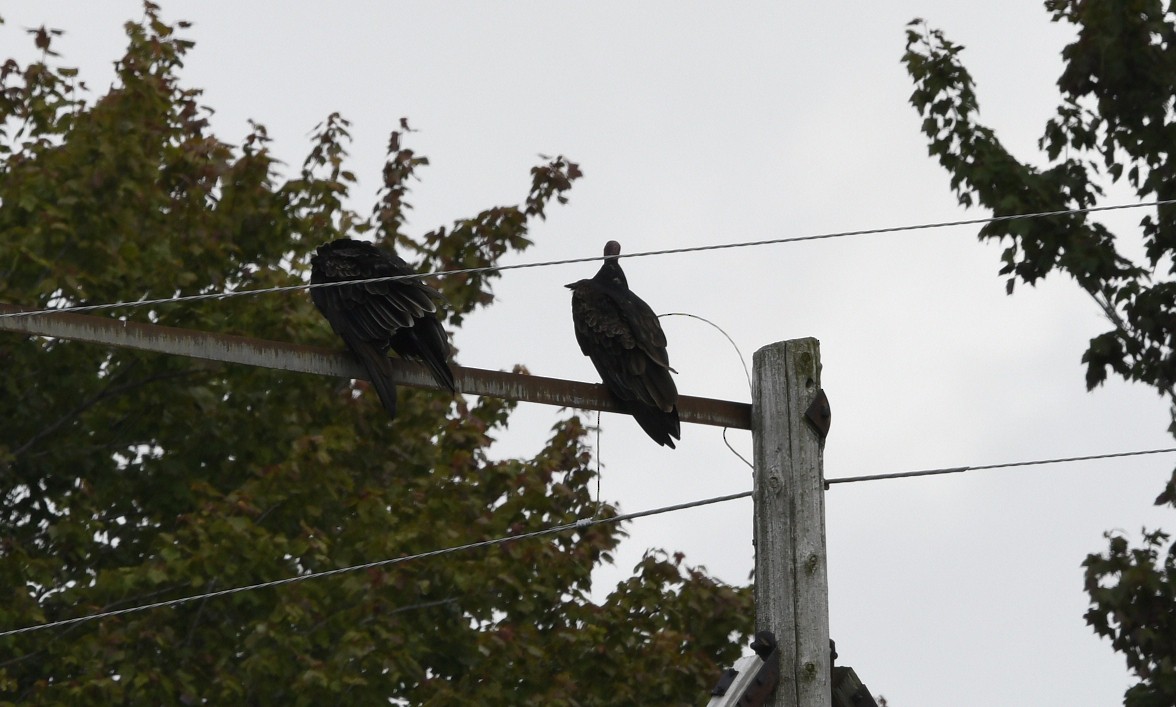 Turkey Vulture (Northern) - Randy Bodkins