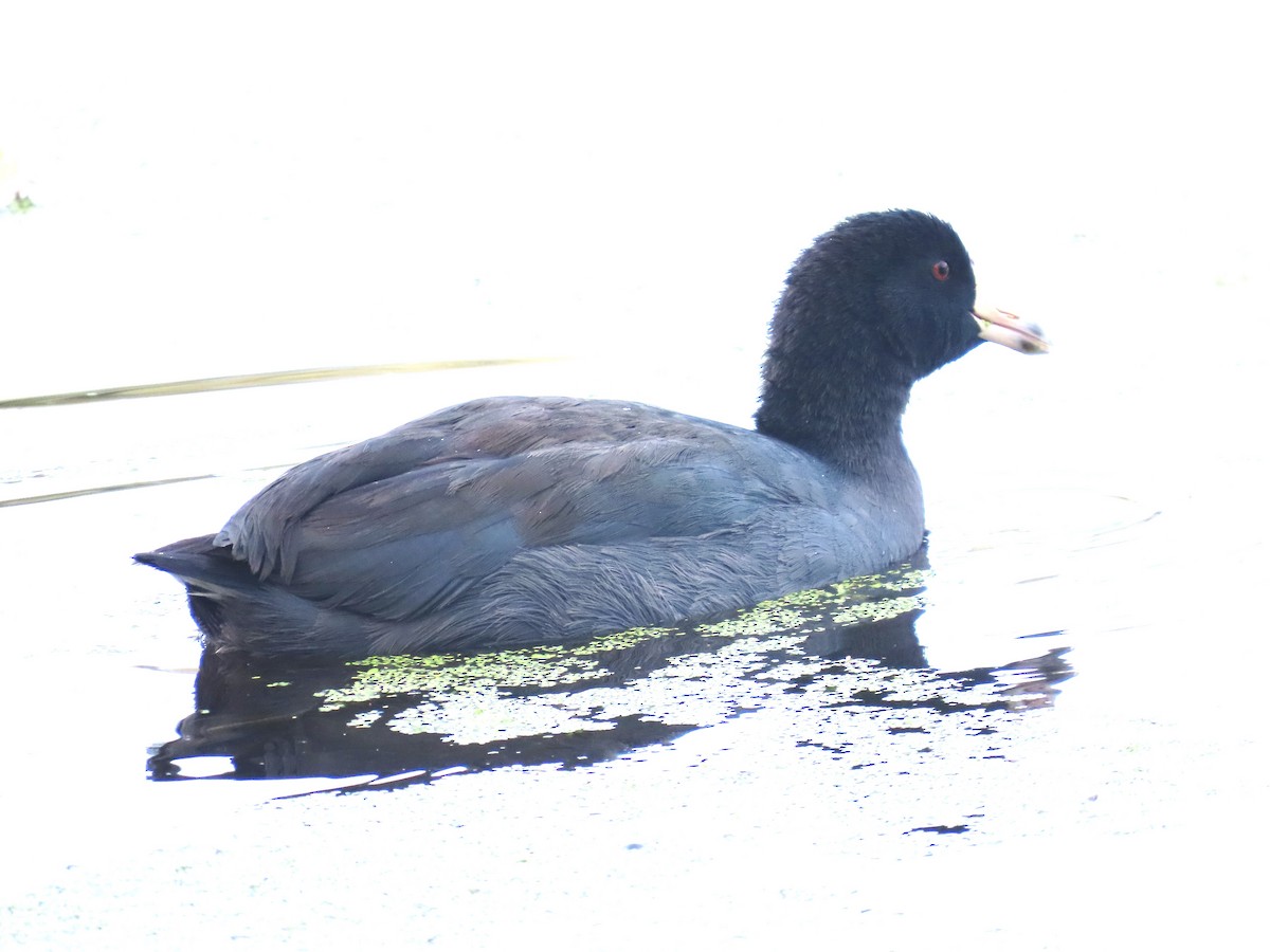 American Coot - ML608742129
