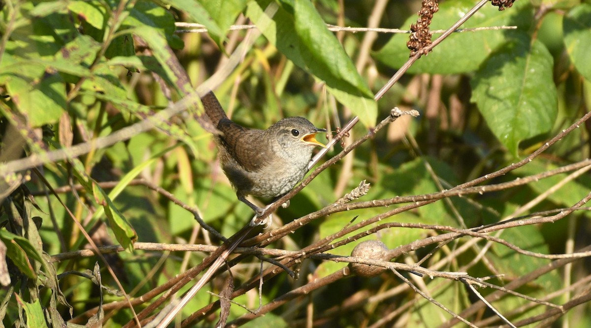 Northern House Wren - ML608742151