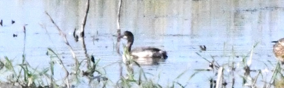 Eared Grebe - ML608742195