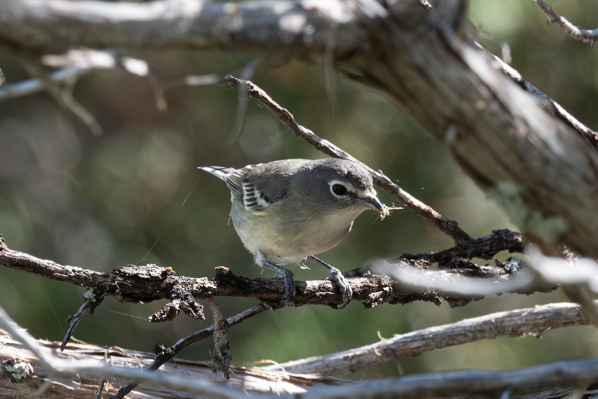 Plumbeous Vireo - ML608742212