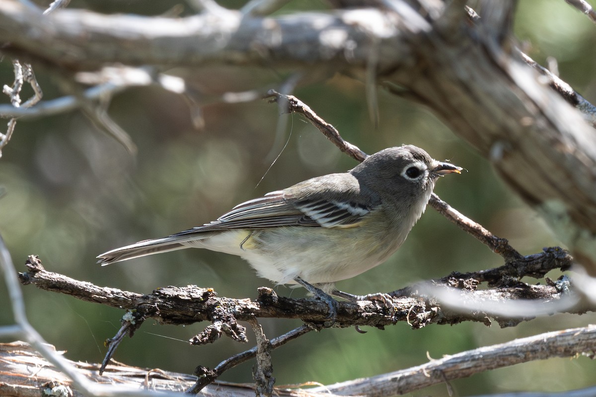 Plumbeous Vireo - Mike Thompson