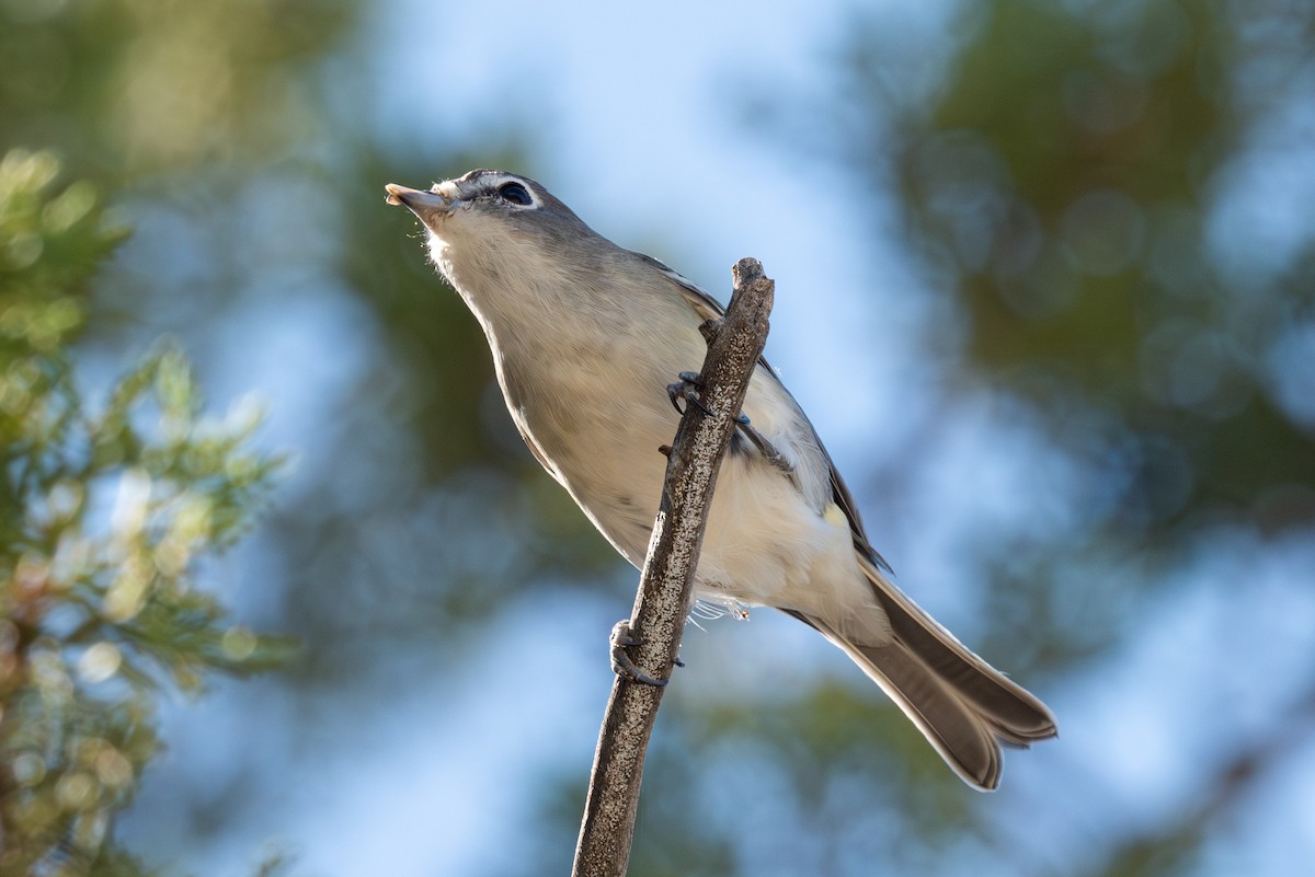 Plumbeous Vireo - ML608742214