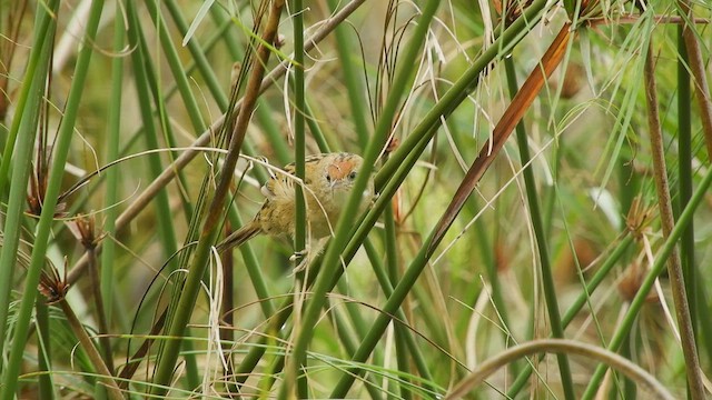 Bay-capped Wren-Spinetail - ML608742218