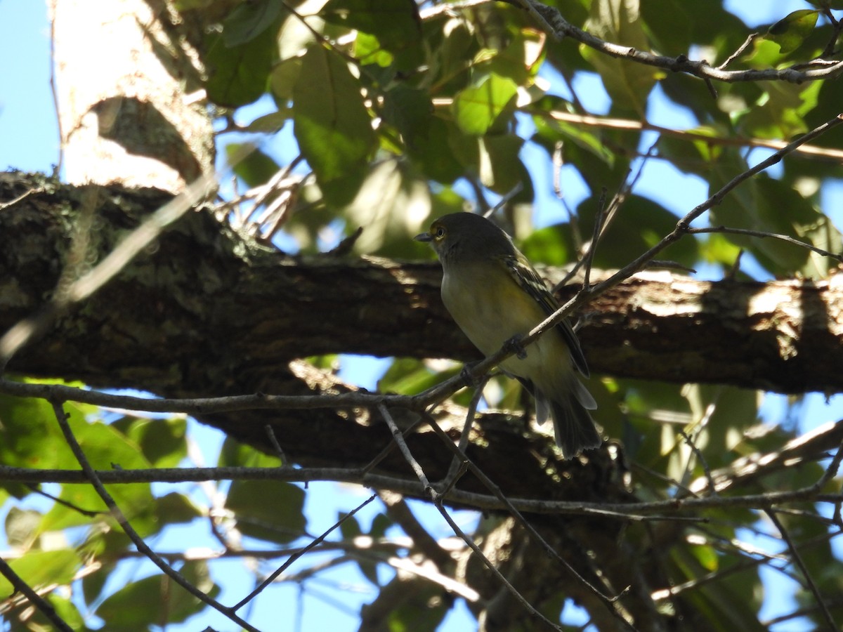 White-eyed Vireo - ML608742289