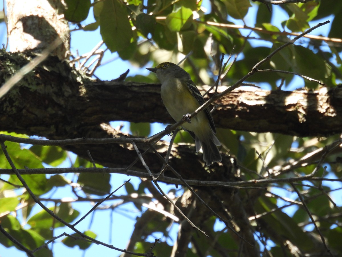 Vireo Ojiblanco - ML608742290