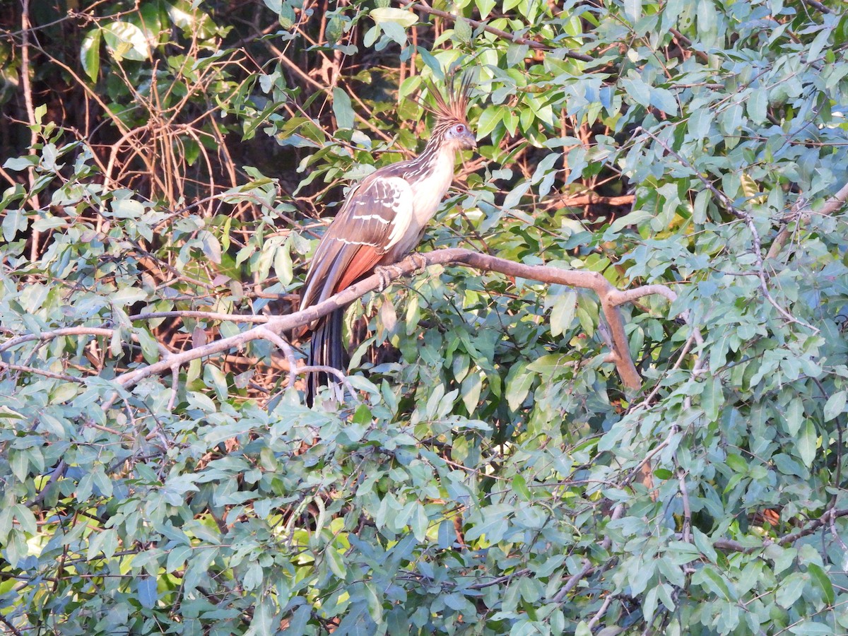 Hoatzin - Iza Alencar