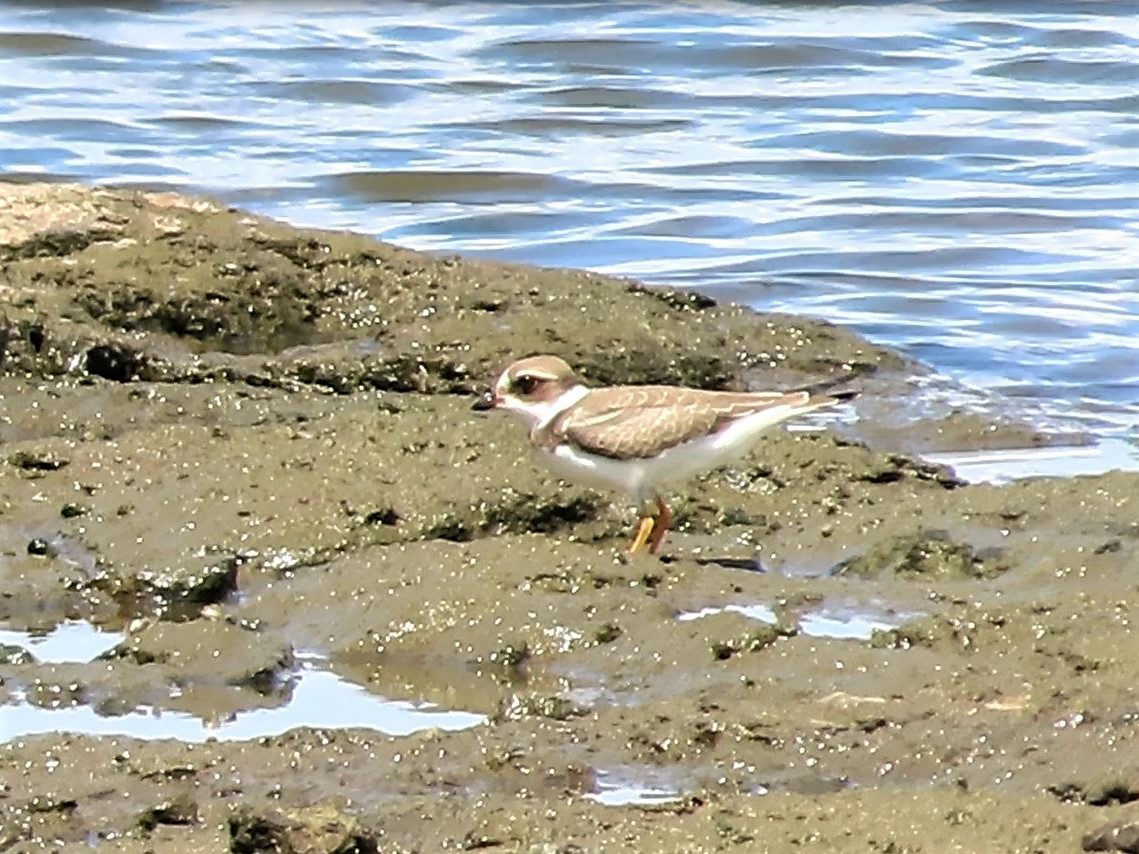 Semipalmated Plover - ML608742341