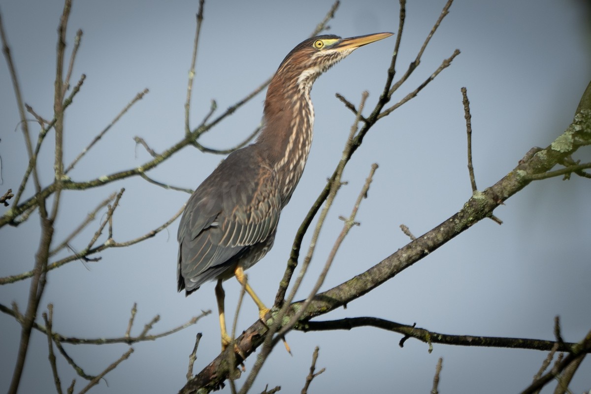 Green Heron - ML608742377