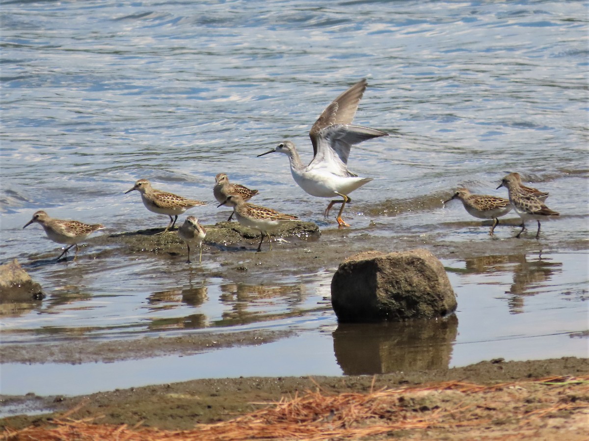 Wilson's Phalarope - ML608742389