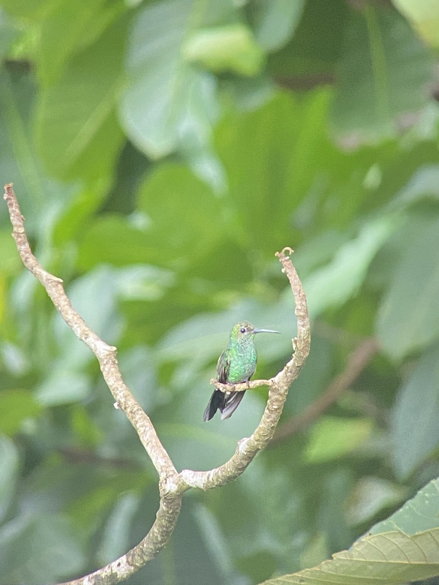 Colibrí de Buffon - ML608742392