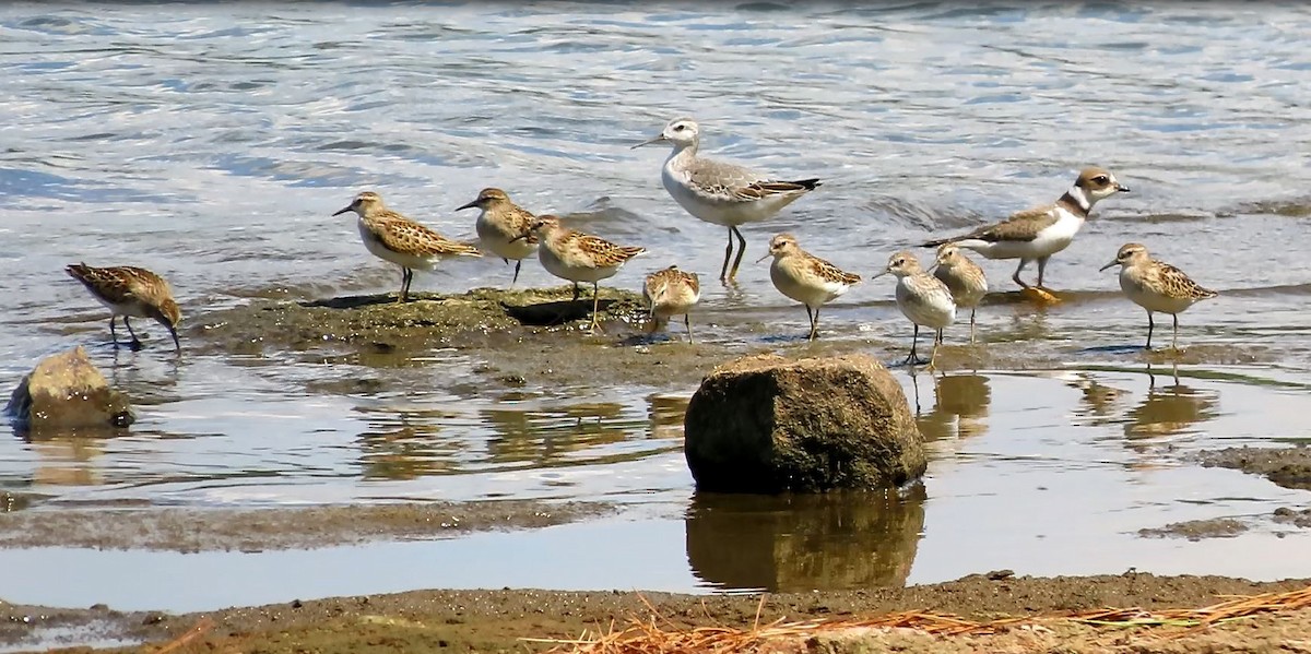 Wilson's Phalarope - ML608742488