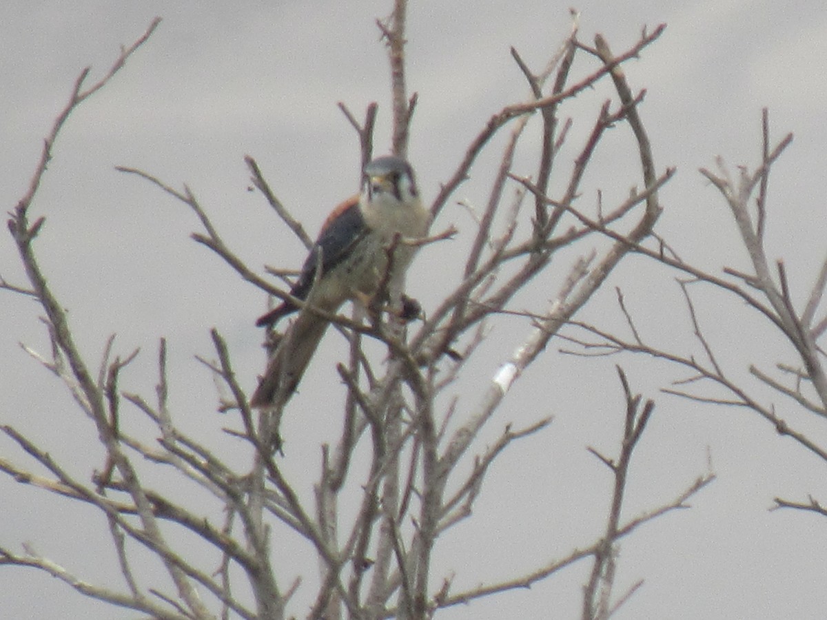 American Kestrel - Edson Amanqui