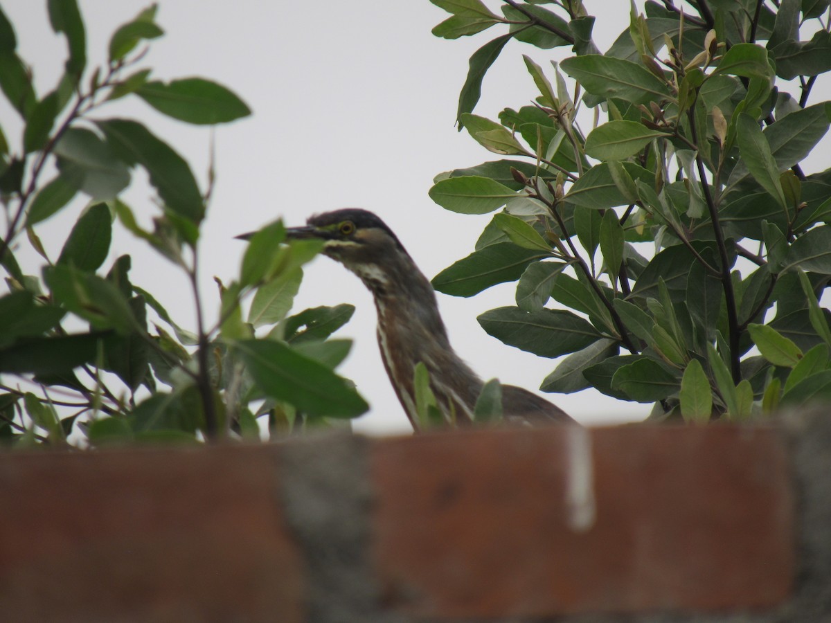 Striated Heron - ML608742509