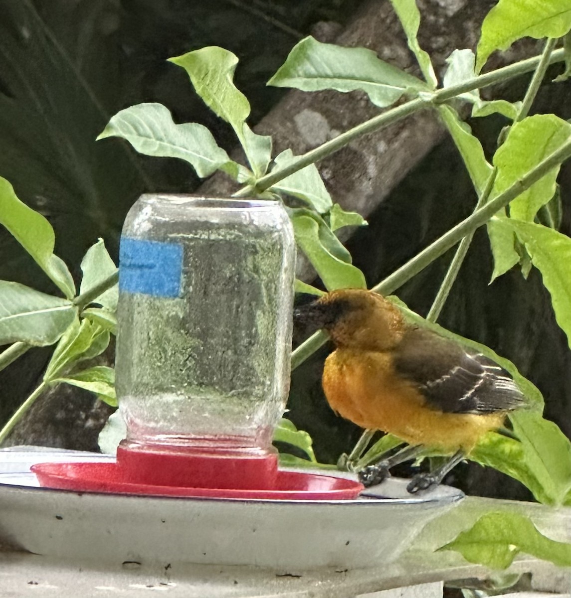 Altamira Oriole - ML608742527