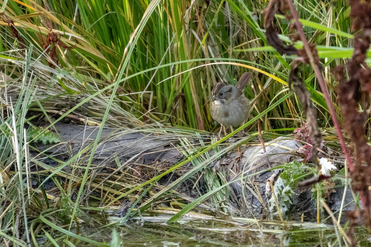 Swamp Sparrow - ML608742551