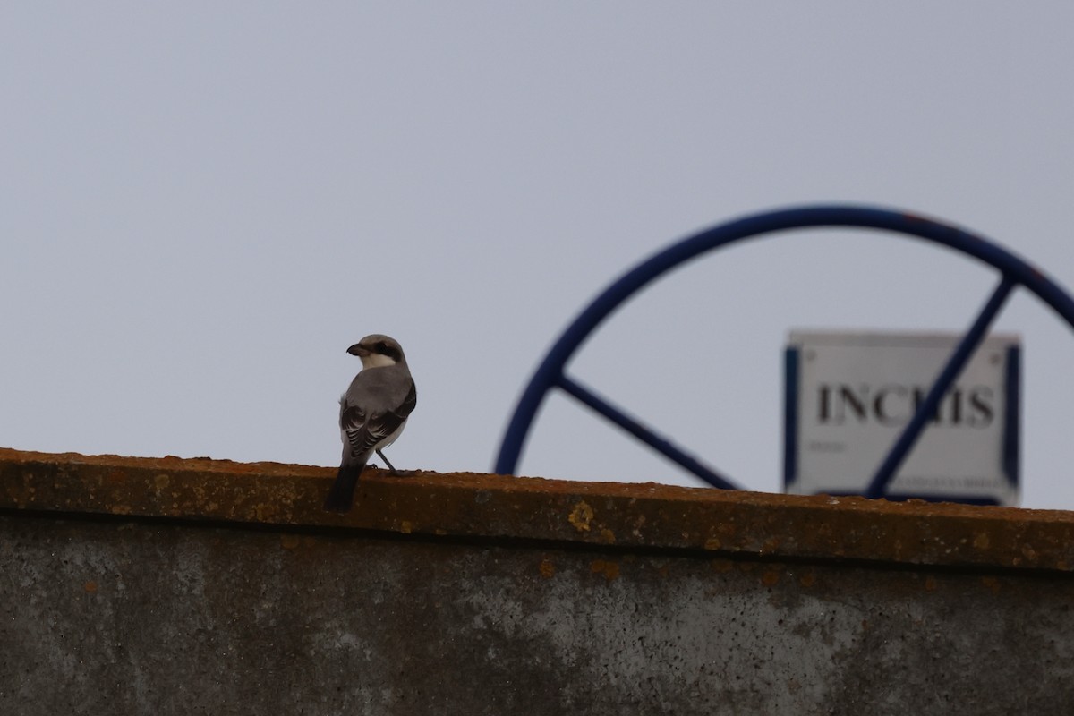 Lesser Gray Shrike - ML608742557