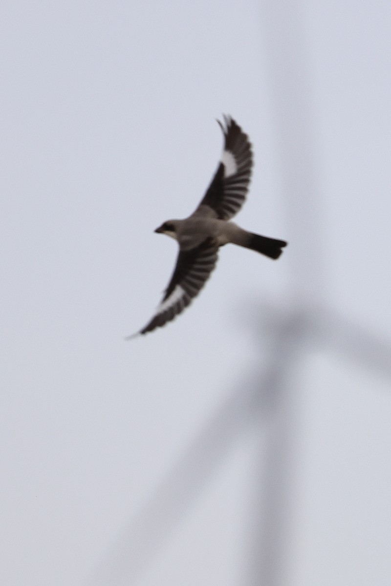 Lesser Gray Shrike - ML608742558