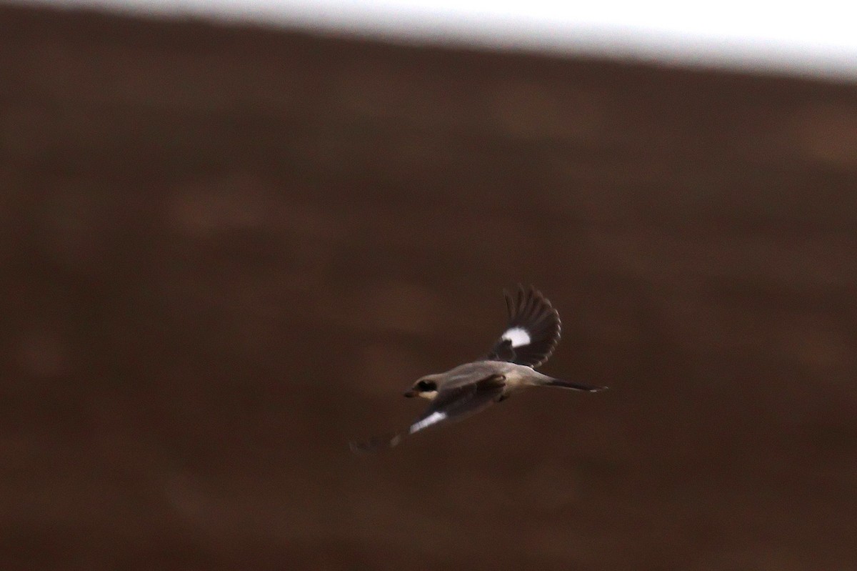 Lesser Gray Shrike - ML608742559