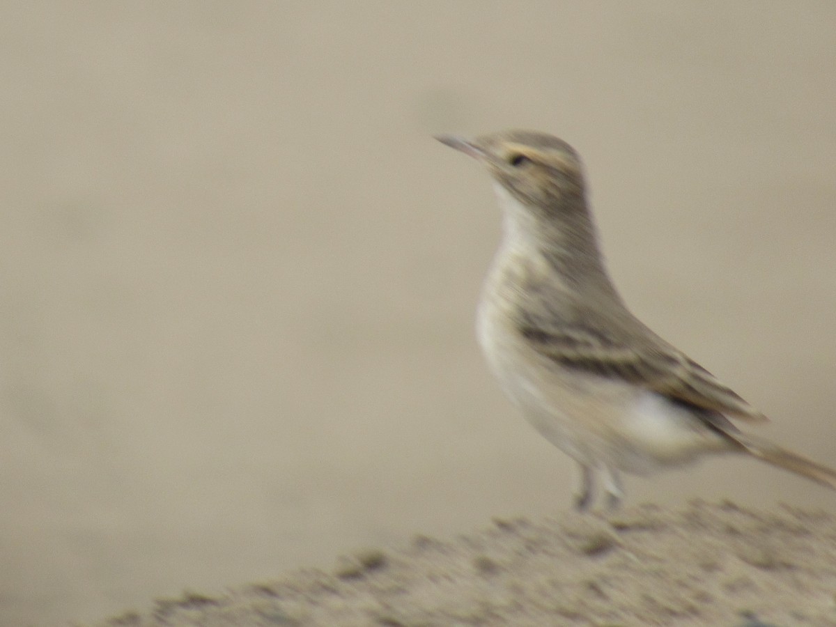 ウミベジカマドドリ - ML608742677