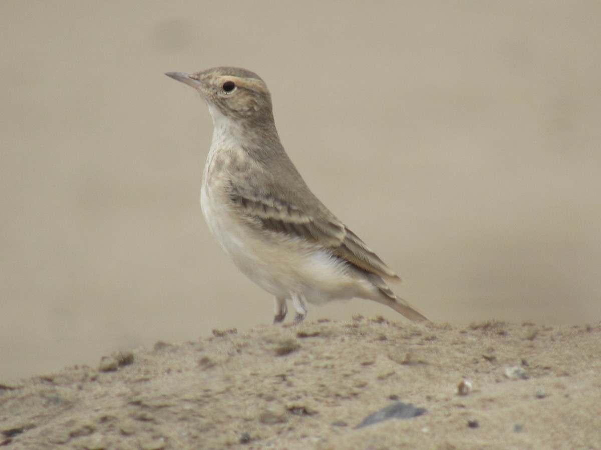 ウミベジカマドドリ - ML608742679