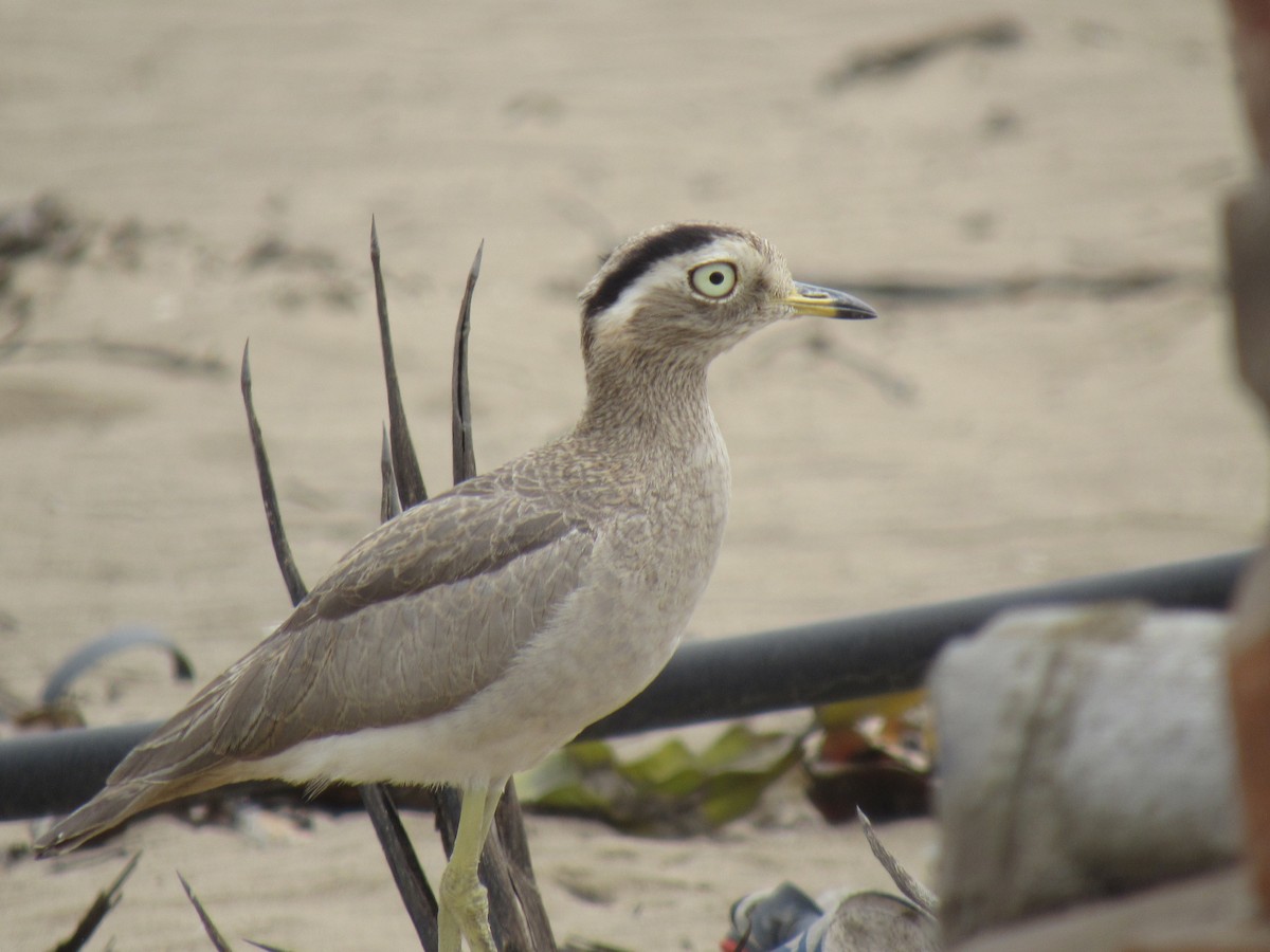 Peruvian Thick-knee - Edson Amanqui