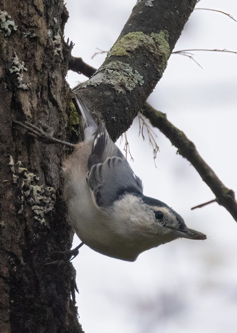 White-breasted Nuthatch - ML608742699