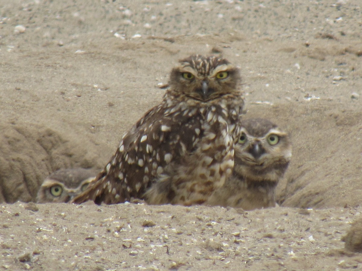 Burrowing Owl - Edson Amanqui