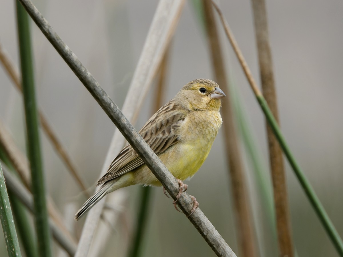 Grassland Yellow-Finch - ML608742774