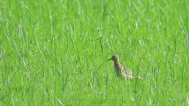 Buff-breasted Sandpiper - ML608742835