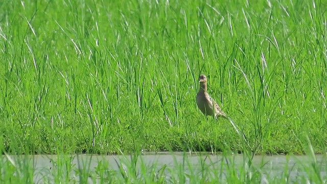 Buff-breasted Sandpiper - ML608742840