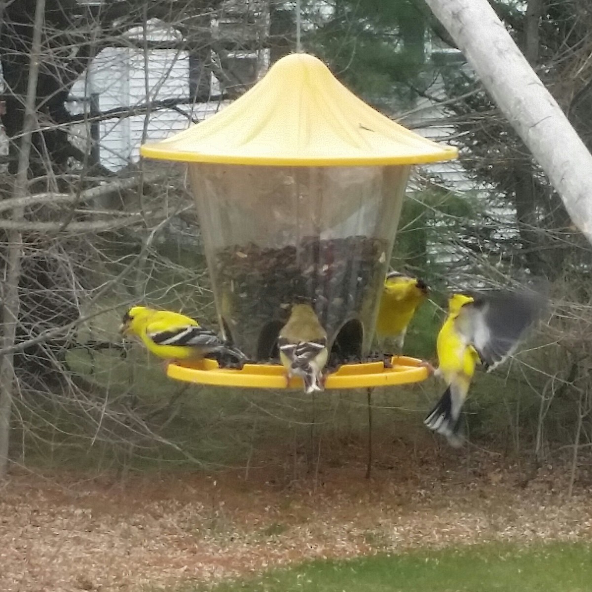 American Goldfinch - ML608742860