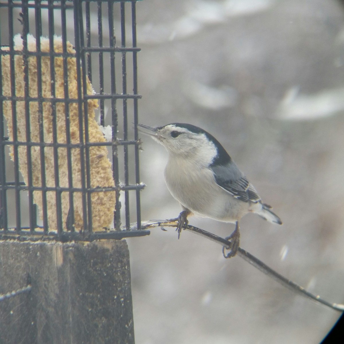 White-breasted Nuthatch - ML608742908