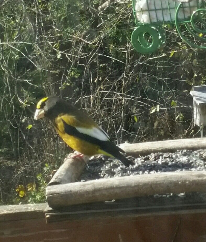 Evening Grosbeak - ML608742917