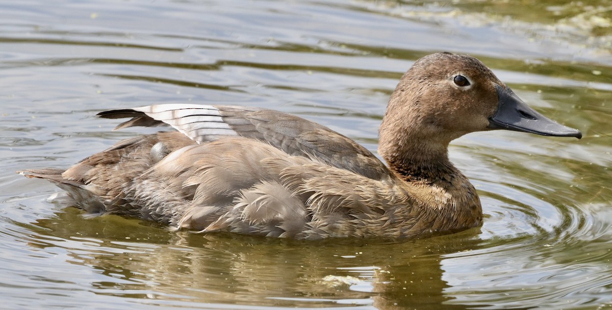 Canvasback - ML608742963