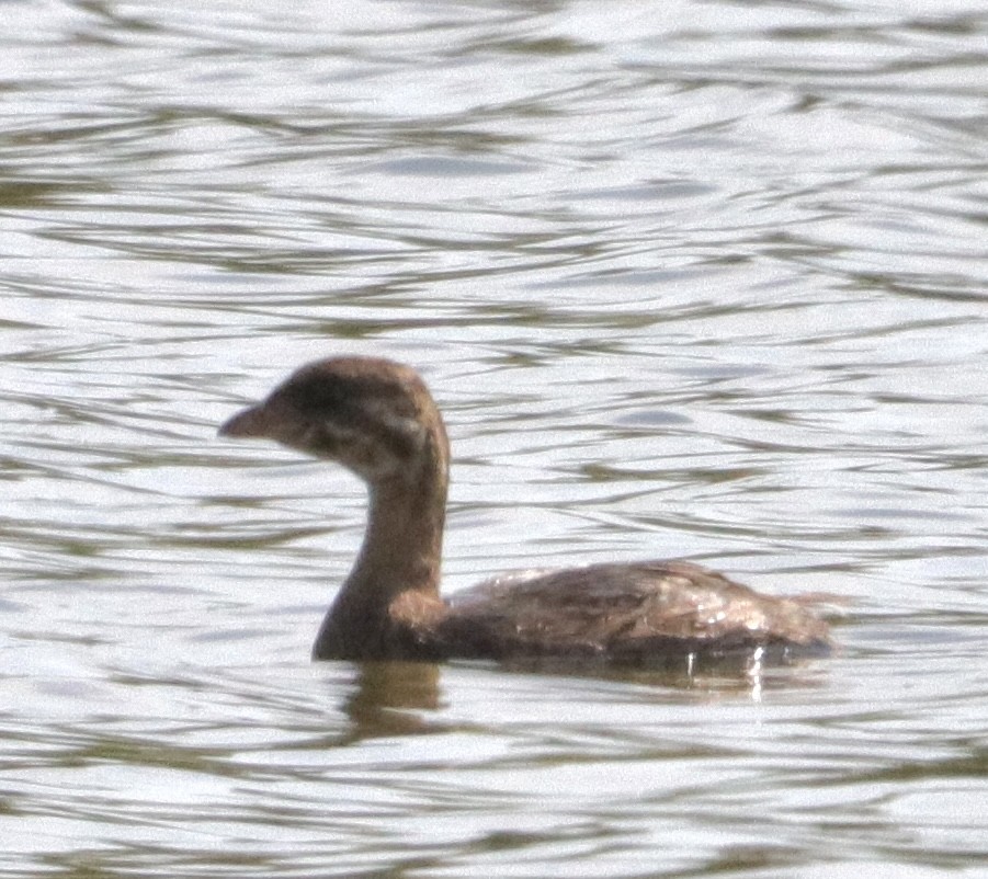 Pied-billed Grebe - ML608742975