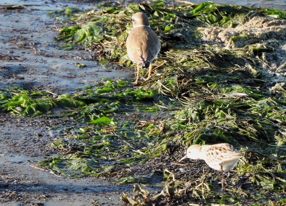 Semipalmated Plover - ML608743003